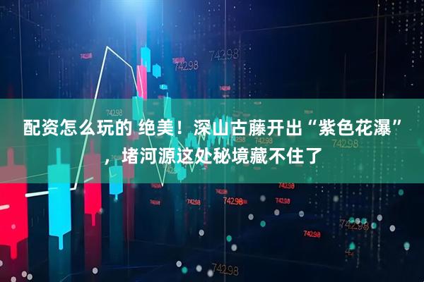 配资怎么玩的 绝美！深山古藤开出“紫色花瀑”，堵河源这处秘境藏不住了
